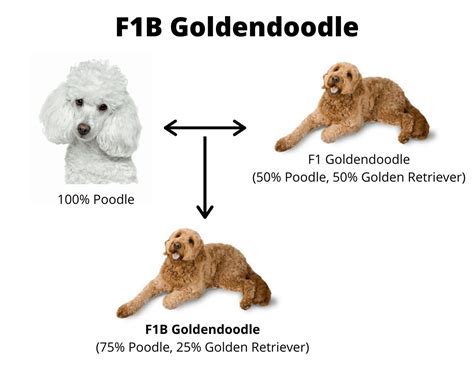 cost of f1b goldendoodle