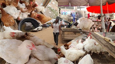 cost of live chicken in nigeria