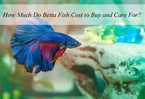 Cost of Maintenance for Betta Fish