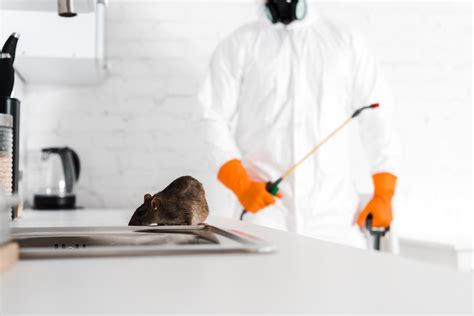cost of rat exterminator