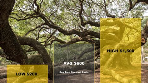 Cost To Replace Oak Tree