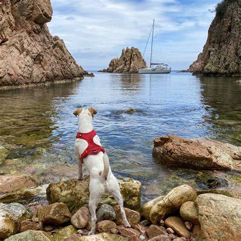 TOP 14 HOTELES que admiten mascotas en L'Estartit 【Costa Brava】