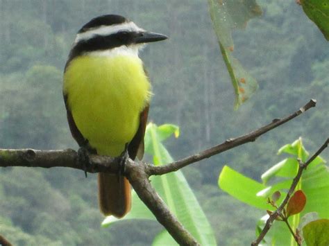 costa rica bird with yellow breast