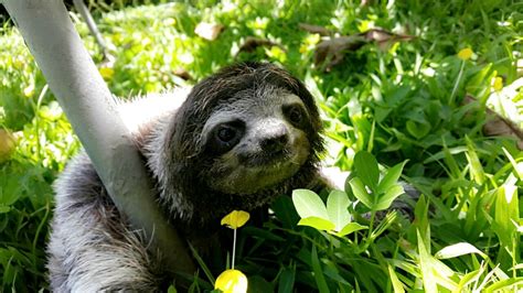 costa rica sloth sanctuary trip