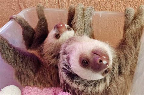 costa rican sloth sanctuary