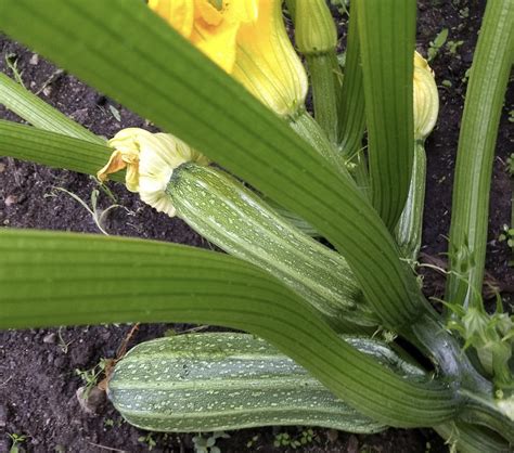 costata romanesco zucchini