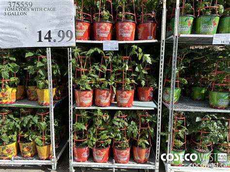 Costco Tomatoes Plants