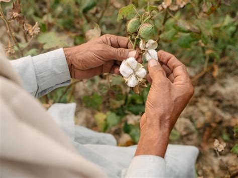 Cotton Boll Workshop