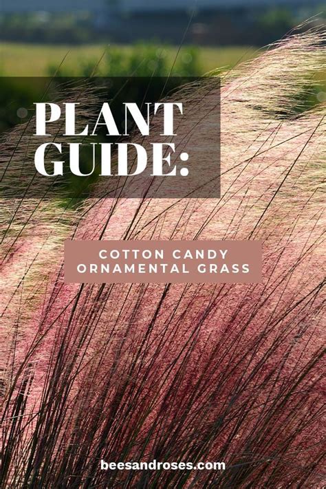 Cotton Candy Grass Pruning