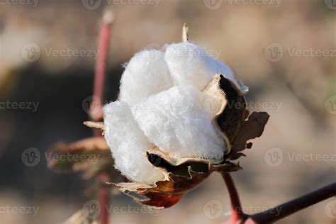 Cotton Fiber Picture