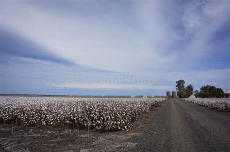 Cotton Fields Australia