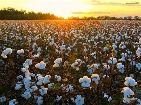 Cotton Fields Gold