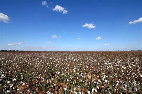 Cotton Fields Mississippi