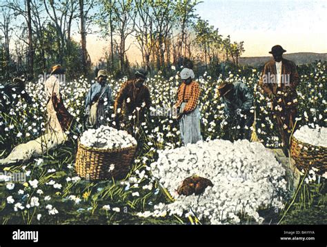 Cotton Fields Workers