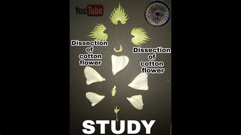 Cotton Flower Dissection