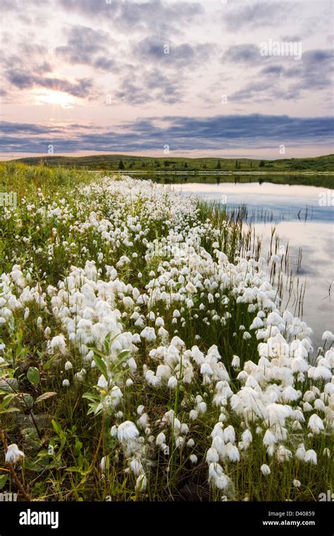 Cotton Grass Alaska