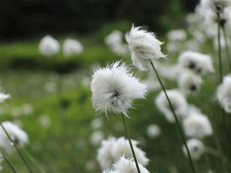 Cotton Grass Description