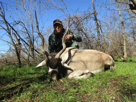 cotton mesa whitetail hunting ranch tx