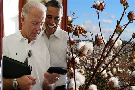 cotton picking jobs joe biden