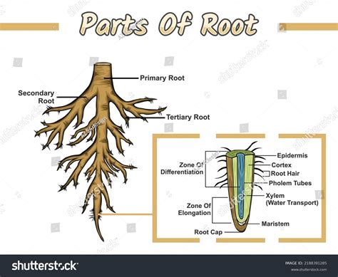 Cotton Plant Root System