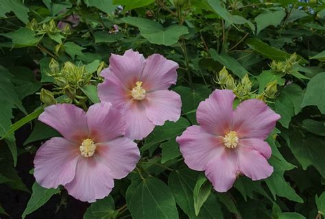 Mystery Behind Cotton Rose's Unmatched Beauty