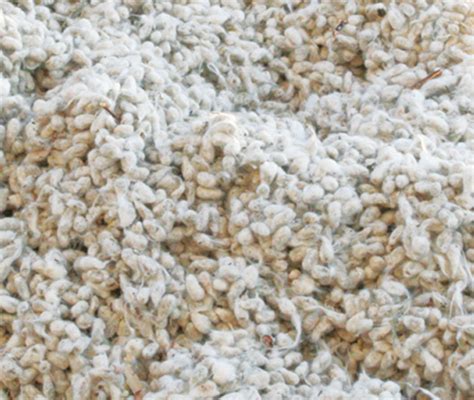 cotton seed feed