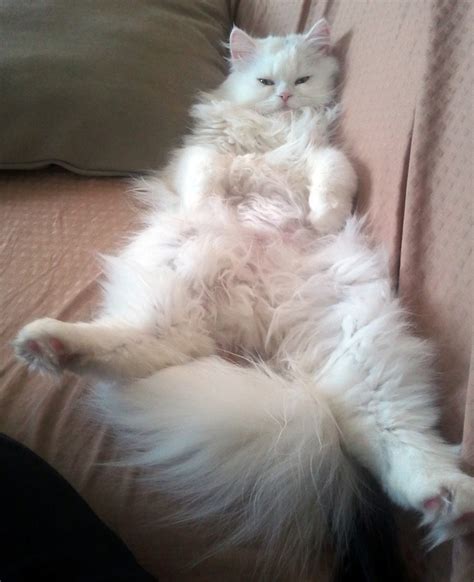 couch kittens casting