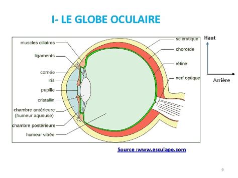 Quel Est Le Couche Du Globe Oculaire?