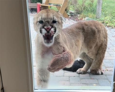 Cougar Attacks House Cat