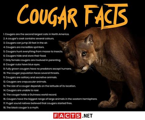 Cougar Cat Behavior