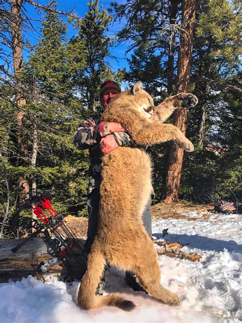 cougar hunt
