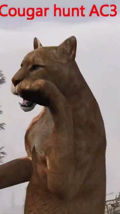 cougar hunt 3