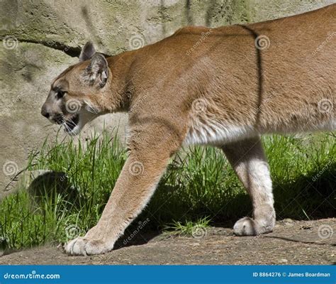 cougar prowl