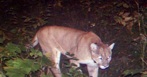 cougar sightings 2