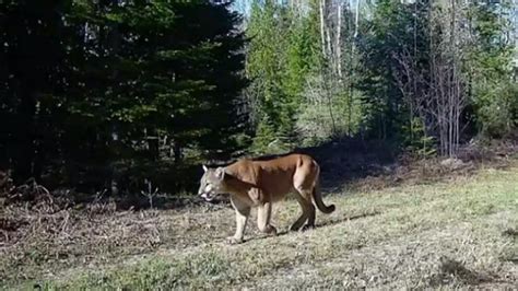 cougar sightings 3