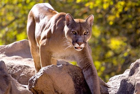 cougar sightings 9
