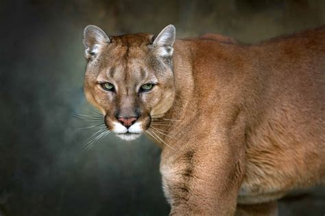 cougars it like big