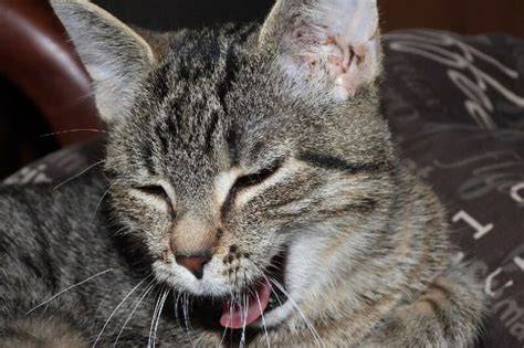 cough in cats