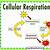 could cellular respiration happen without photosynthesis