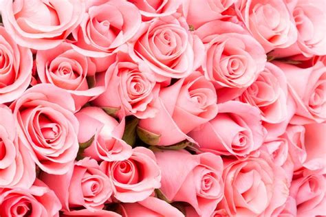 Roses couleurs & Bouquet de 12 roses colorées
