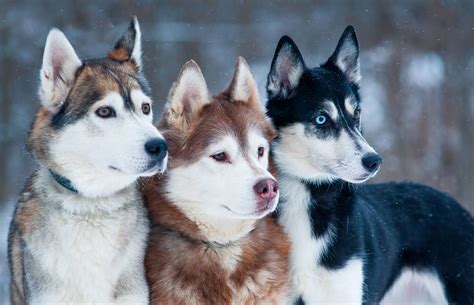 Everything You Need to Know About Siberian Husky Colors K9 Web