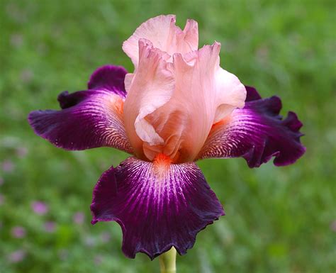 IRIS ‘Double Standard’ (sibirica) Iris de Sibérie Siberian Iris