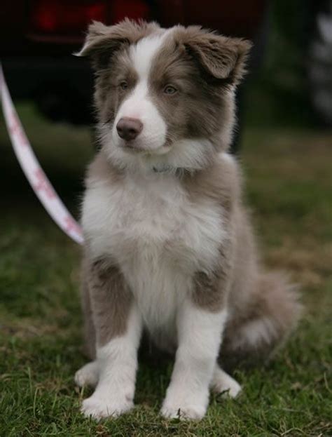Lilac Border Collie Border collie puppies, Collie puppies, Puppy pictures