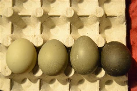 Oeufs de canne ASG Easter eggs, Eggs, Food