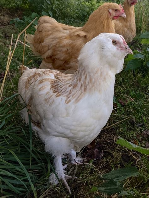 Cream Legbar Chicken Eggs source epoultryfarm