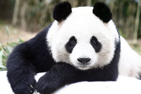 Journées internationales du panda roux M+, l'info de Mulhouse