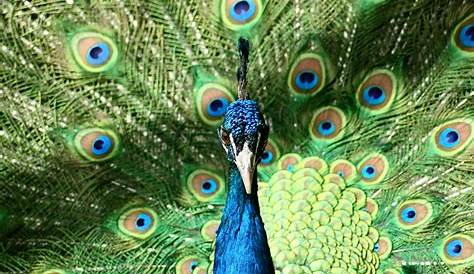 Plumes de paon peacock feather animal photo Animals