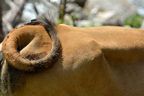 Best Cow Tail Stock Photos, Pictures & RoyaltyFree Images iStock