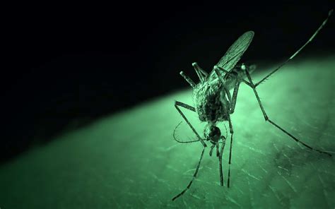 ᐅ Comment reconnaître un moustique grâce à sa couleur ? Moustiques.info