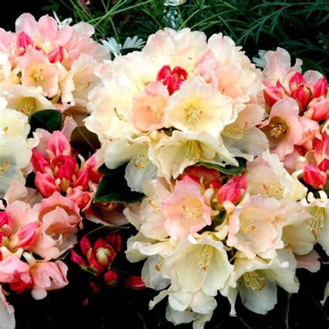Rhododendron Photos, Facts, and Care Tips Dengarden